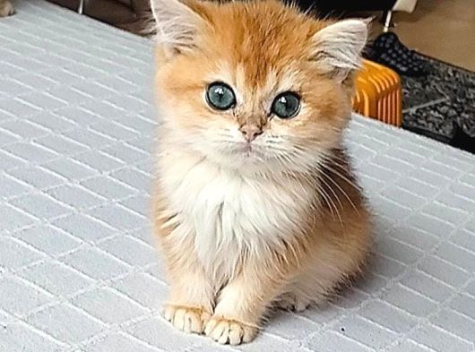 Golden Bebekler görsel