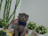 Evi̇ni̇zi̇n Neşesi̇ Olacak Bicirik