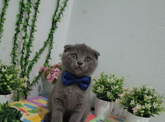 Evi̇ni̇zi̇n Neşesi̇ Olacak Bicirik görsel