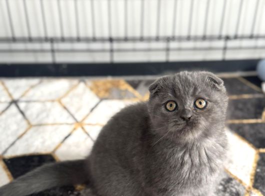 Scottısh Fold Güzellikleri görsel