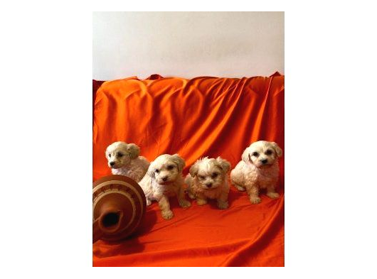 Maltipoo Yavrularım Ev Doğumu görsel