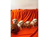 Maltipoo yavrularım ev doğumu