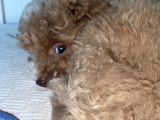Yılbaşı Kurabiyesi Güzel Yüzlü Toy Poodle Yavru