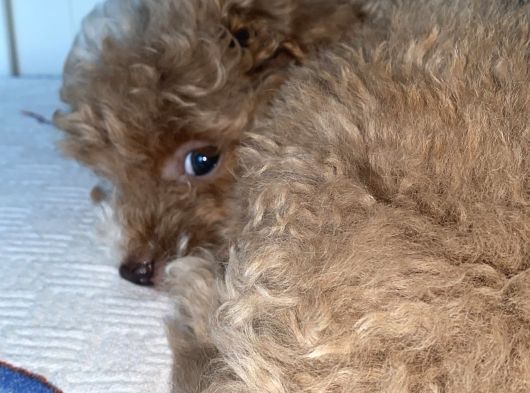 Yılbaşı Kurabiyesi Güzel Yüzlü Toy Poodle Yavru görsel