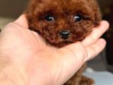 Kuyruksuz Teacup Kore Poodle Tr Nin En Iyisi