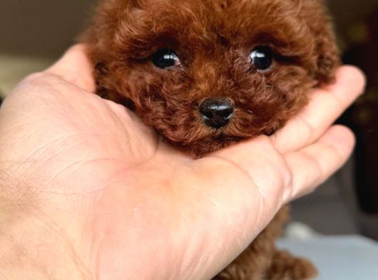 Kuyruksuz Teacup Kore Poodle Tr Nin En Iyisi görsel