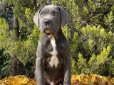 Kralların koruması devasa cane corso yavrumuz