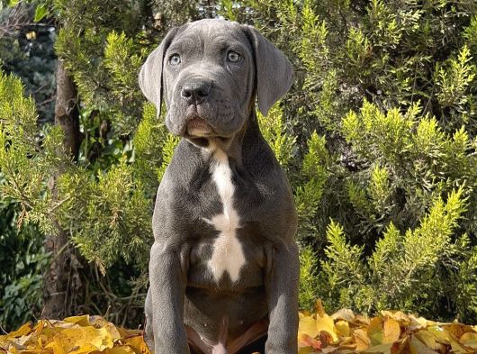 Kralların koruması devasa cane corso yavrumuz