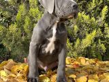Kralların Koruması Devasa Cane Corso Yavrumuz