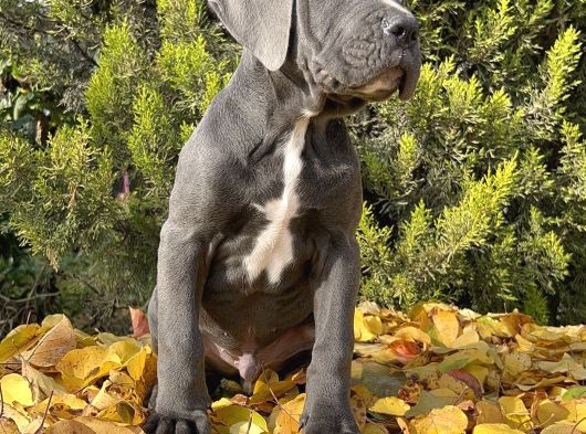 Kralların Koruması Devasa Cane Corso Yavrumuz görsel