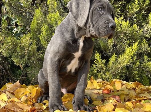 Kralların Koruması Devasa Cane Corso Yavrumuz görsel