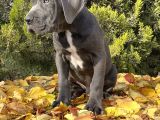 Kralların Koruması Devasa Cane Corso Yavrumuz