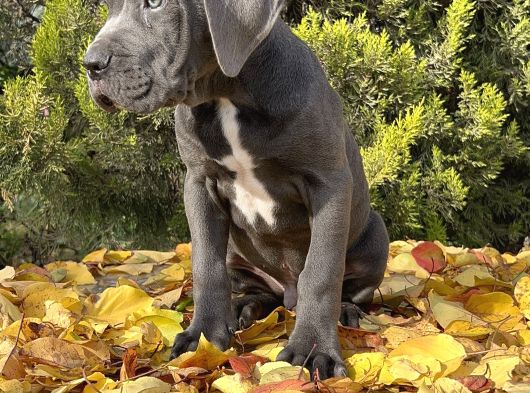 Kralların Koruması Devasa Cane Corso Yavrumuz görsel