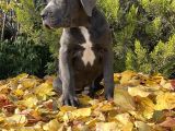 Kralların Koruması Devasa Cane Corso Yavrumuz