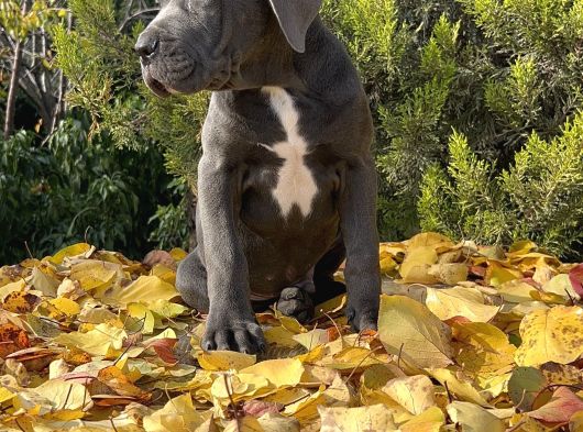 Kralların Koruması Devasa Cane Corso Yavrumuz görsel