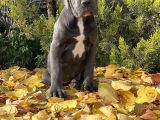 Kralların Koruması Devasa Cane Corso Yavrumuz