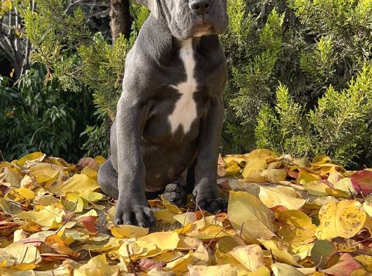 Kralların Koruması Devasa Cane Corso Yavrumuz görsel