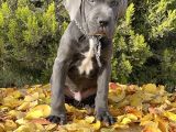 Kralların Koruması Devasa Cane Corso Yavrumuz