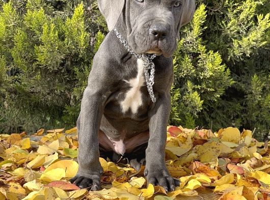 Kralların Koruması Devasa Cane Corso Yavrumuz görsel