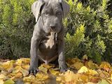 Kralların Koruması Devasa Cane Corso Yavrumuz