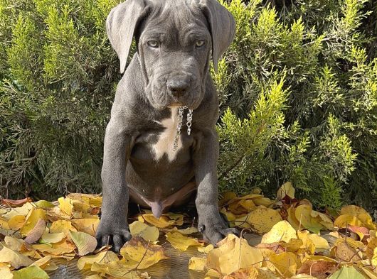Kralların Koruması Devasa Cane Corso Yavrumuz görsel