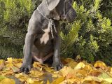 Kralların Koruması Devasa Cane Corso Yavrumuz