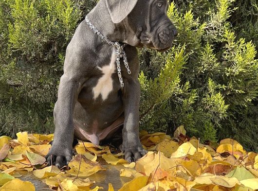 Kralların Koruması Devasa Cane Corso Yavrumuz görsel