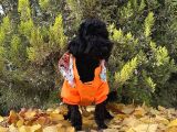 Dişi Siyah İnci Toy Poodle Yavrumuz