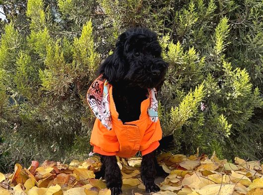 Dişi Siyah İnci Toy Poodle Yavrumuz görsel