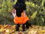 Dişi Siyah İnci Toy Poodle Yavrumuz
