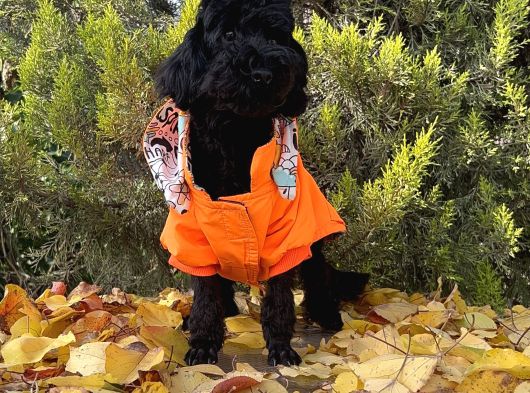 Dişi Siyah İnci Toy Poodle Yavrumuz görsel