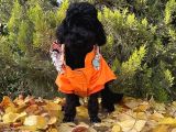 Dişi Siyah İnci Toy Poodle Yavrumuz