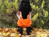 Dişi Siyah İnci Toy Poodle Yavrumuz
