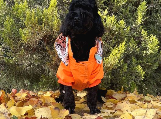 Dişi Siyah İnci Toy Poodle Yavrumuz görsel