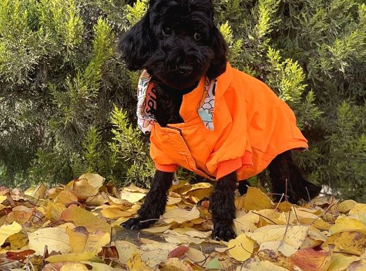 Dişi Siyah İnci Toy Poodle Yavrumuz görsel