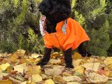 Dişi Siyah İnci Toy Poodle Yavrumuz