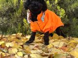 Dişi Siyah İnci Toy Poodle Yavrumuz