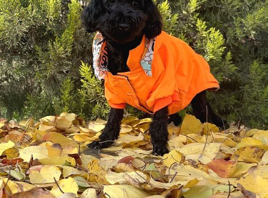 Dişi Siyah İnci Toy Poodle Yavrumuz görsel