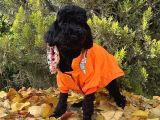 Dişi Siyah İnci Toy Poodle Yavrumuz
