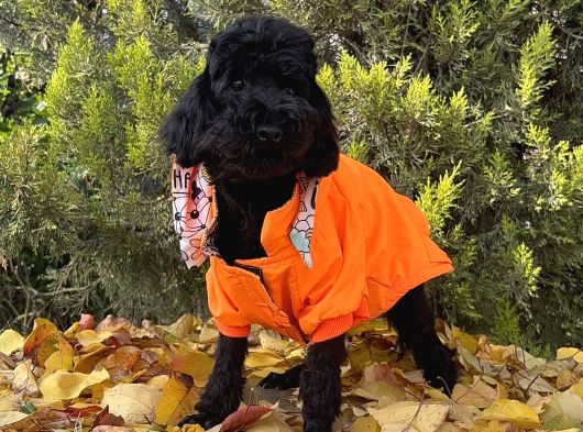 Dişi Siyah İnci Toy Poodle Yavrumuz görsel