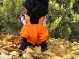 Dişi Siyah İnci Toy Poodle Yavrumuz