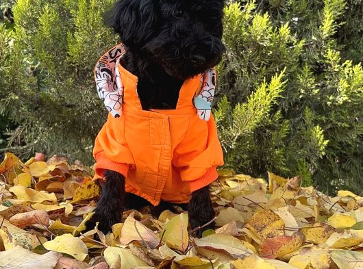 Dişi Siyah İnci Toy Poodle Yavrumuz görsel
