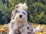 Morkie Mavi Gözlü Emsalsiz Güzellikte Yavrumuz