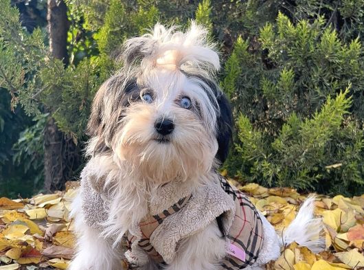 Morkie Mavi Gözlü Emsalsiz Güzellikte Yavrumuz görsel