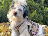 Morkie Mavi Gözlü Emsalsiz Güzellikte Yavrumuz