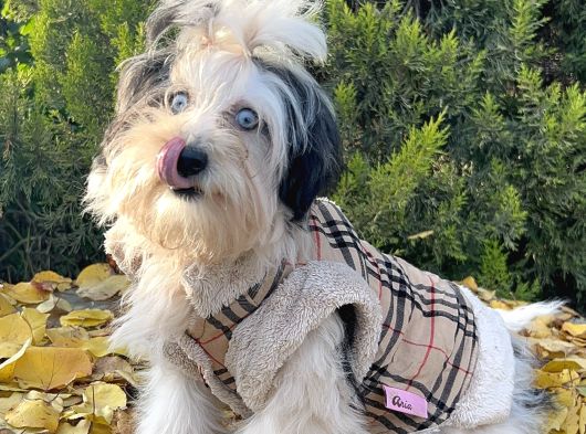 Morkie Mavi Gözlü Emsalsiz Güzellikte Yavrumuz görsel