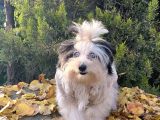 Morkie mavi gözlü emsalsiz güzellikte yavrumuz