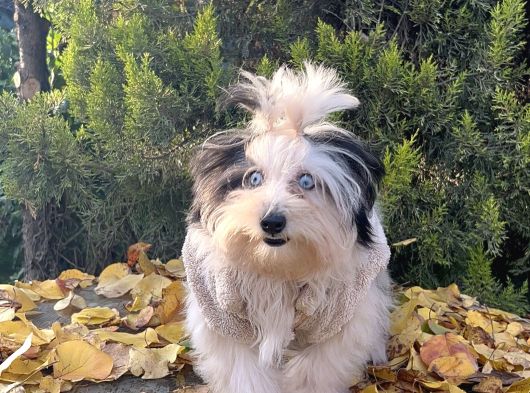 Morkie Mavi Gözlü Emsalsiz Güzellikte Yavrumuz