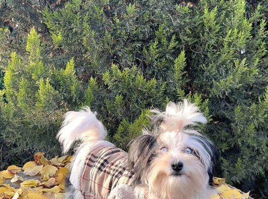 Morkie Mavi Gözlü Emsalsiz Güzellikte Yavrumuz görsel