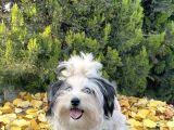 Morkie Mavi Gözlü Emsalsiz Güzellikte Yavrumuz